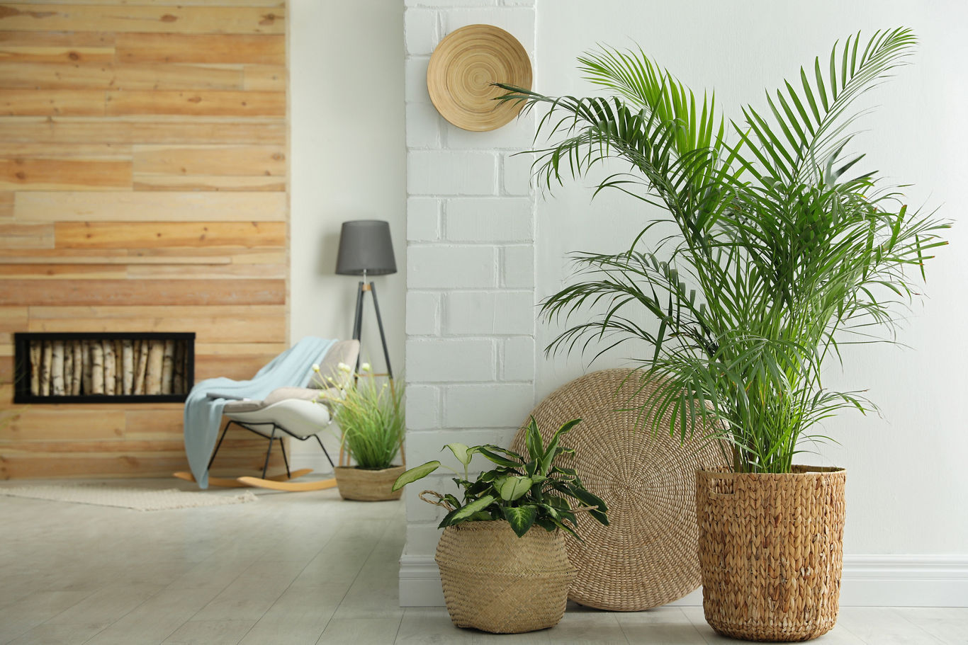 Palm Plant Décor in Basket | Blog | Greystar 